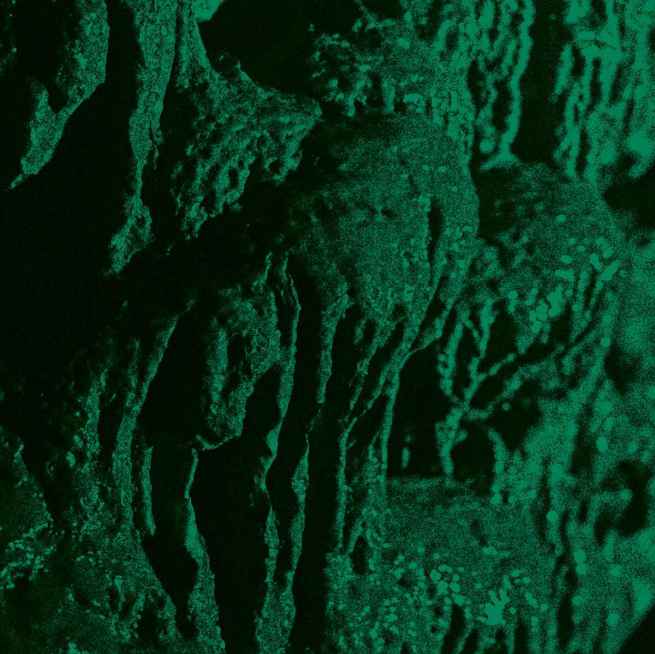 CH'AHOM - Excavation Re-Release DIGI
